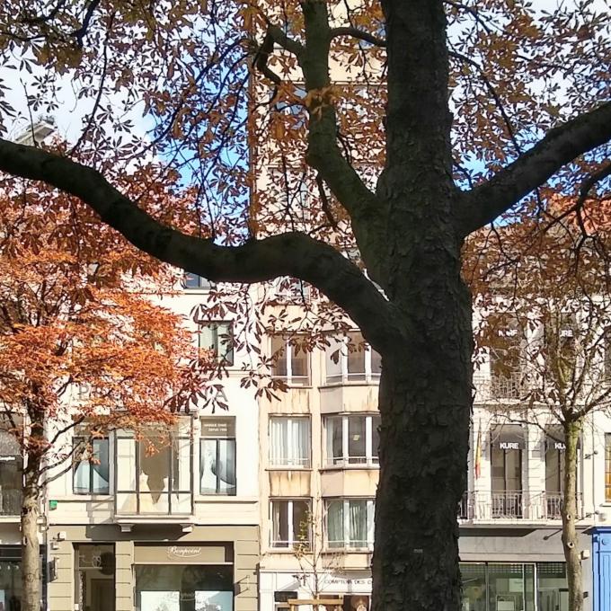 belgie/bruxelles/avenue-louise