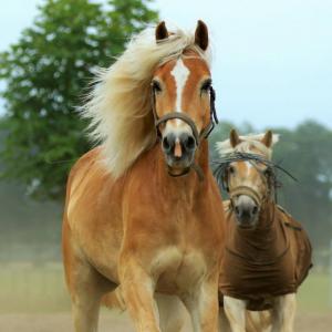 belgie/couvin/100-chevaux-sur-l-herbe