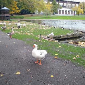 belgie/mons/parc-du-waux-hall