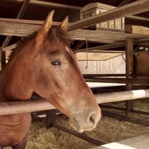 belgie/spa/musee-du-cheval