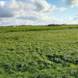 belgie/waterloo/panorama-de-la-bataille-de-waterloo