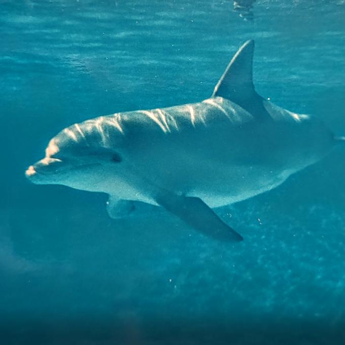 canada/vancouver/vancouver-aquarium