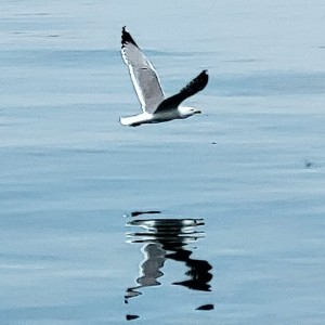 canada/williston-lake