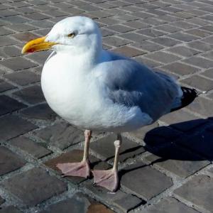 culture/gull-or-seagull