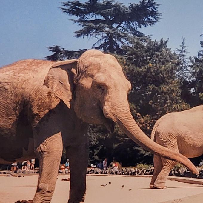 deutschland/koln/kolner-zoo