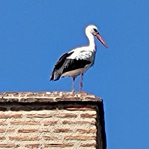 espana/alcala-de-henares