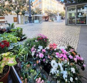 espana/cadiz/plaza-de-las-flores