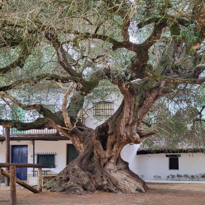 espana/el-rocio/plaza-del-acebuchal