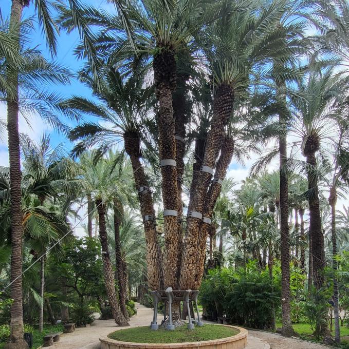 espana/elche/huerto-del-cura-palmera-imperial