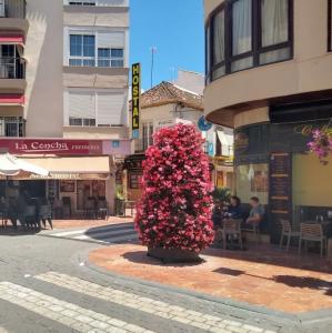 espana/estepona/calle-terraza