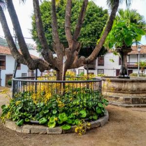 espana/icod-de-los-vinos/plaza-de-la-constitucion