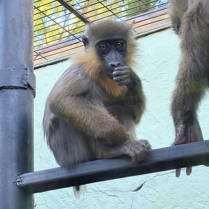 espana/jerez-de-la-frontera/zoobotanico