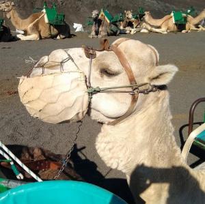 espana/los-cristianos/camel-park