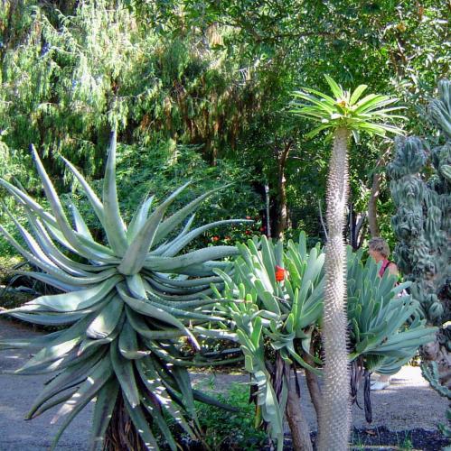 espana/puerto-de-la-cruz/jardin-botanico