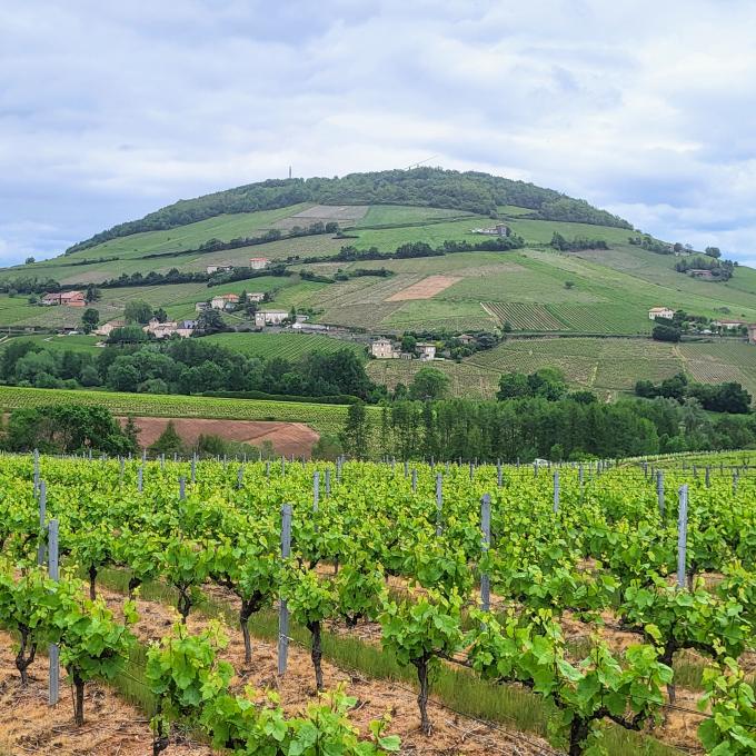 france/auvergne-rhone-alpes/beaujolais/mont-brouilly