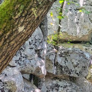 france/auvergne-rhone-alpes/bois-de-paiolive/sentier-de-la-corniche