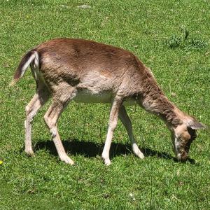 france/auvergne-rhone-alpes/chataigneraie-cantalienne/la-vallee-des-daims