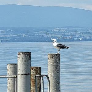 france/auvergne-rhone-alpes/evian-les-bains/front-de-lac