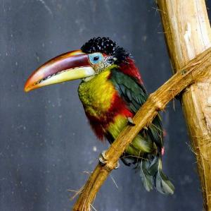 france/auvergne-rhone-alpes/parc-des-oiseaux-villars-les-dombes