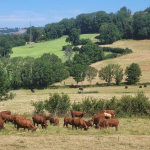 france/auvergne-rhone-alpes/salers