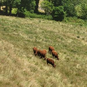 france/auvergne-rhone-alpes/salers/esplanade-de-barrouze