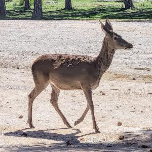 france/bourgogne-franche-comte/parc-naturel-de-boutissaint