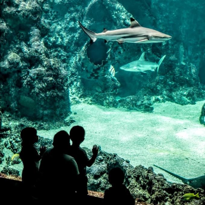 france/bretagne/brest/oceanopolis