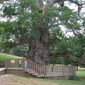 france/bretagne/broceliande/chene-a-guillotin