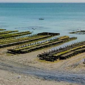 france/bretagne/cancale/oysters-of-cancale