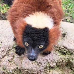 france/bretagne/parc-de-branfere