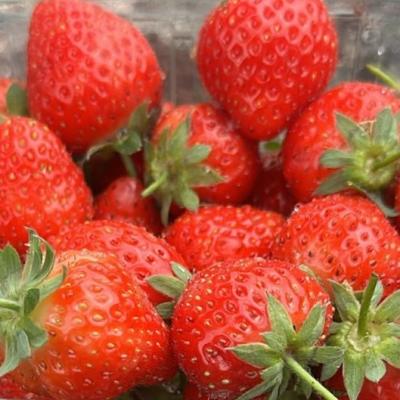 france/bretagne/plougastel-daoulas/musee-de-la-fraise