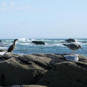 france/bretagne/quiberon/pointe-du-conguel