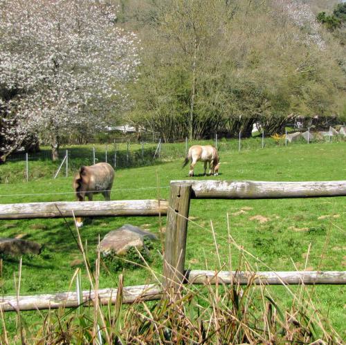 france/bretagne/zooparc-de-tregomeur