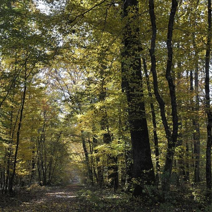 france/centre-val-de-loire/foret-de-chateauroux