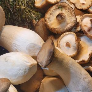 france/centre-val-de-loire/loches/galerie-des-champignons