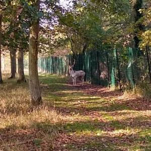 france/centre-val-de-loire/nogent-le-roi/parc-aux-daims