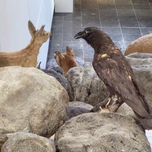 france/grand-est/charleville-mezieres/musee-de-l-ardenne