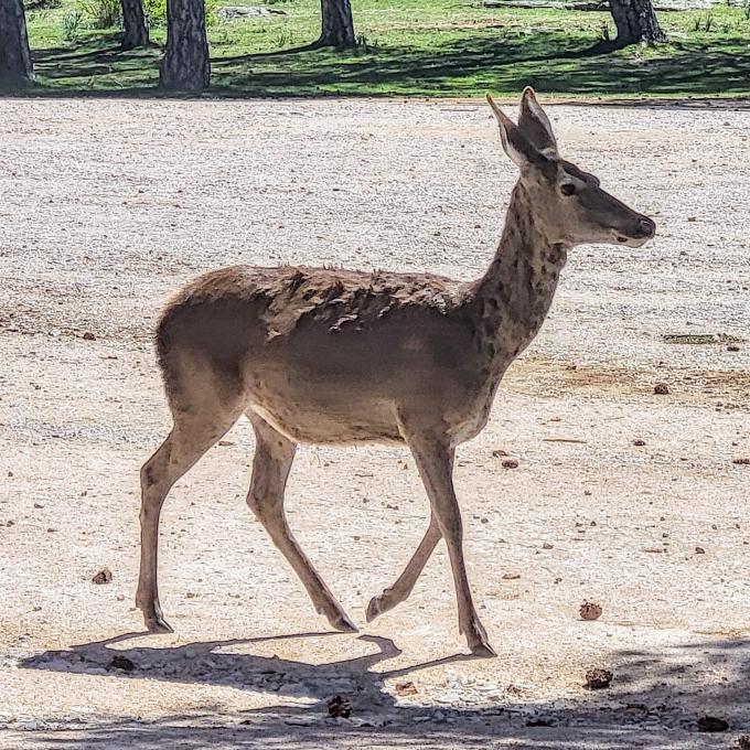 france/grand-est/charleville-mezieres/parc-animalier