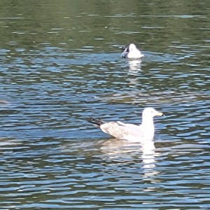 france/grand-est/etang-de-hanau