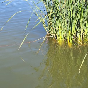france/grand-est/lac-d-alfeld