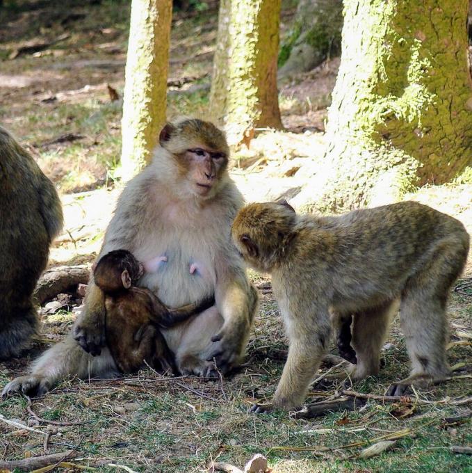 france/grand-est/montagne-des-singes
