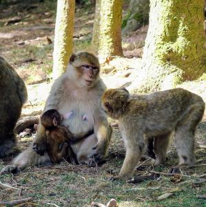 france/grand-est/montagne-des-singes