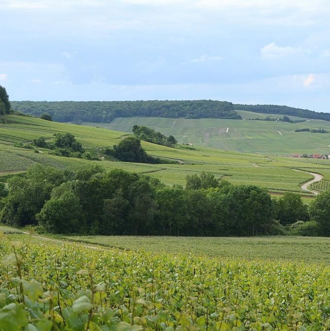 france/grand-est/parc-naturel-regional-de-la-montagne-de-reims