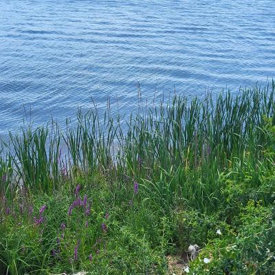 france/grand-est/pays-des-quatre-lacs/lac-de-la-mouche