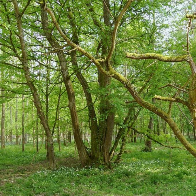 france/grand-est/reserve-naturelle-du-ried-de-selestat