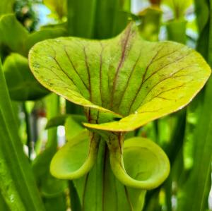france/guadeloupe/jardin-d-eau-de-blonzac