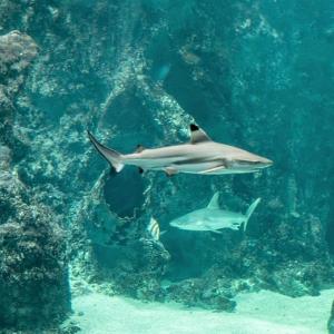 france/hauts-de-france/boulogne-sur-mer/nausicaa