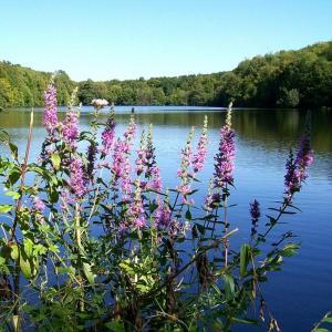 france/hauts-de-france/etangs-de-commelles