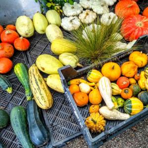 france/hauts-de-france/jardins-de-valloires