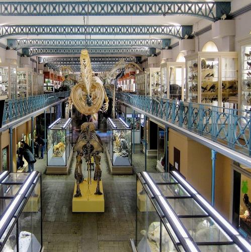 france/hauts-de-france/lille/musee-d-histoire-naturelle